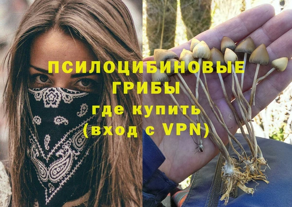 прущие грибы Ступино